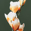 Decorative Yulan Flower Stem-binpromo_KSA_Alrajhi_17062026-image-2
