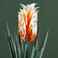 Decorative Gingeli Flower Stem - 116 cm-household-gardenandoutdoor-artificialflowersandplants-stems-image-2