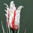 Decorative Gingeli Flower Stem - 116 cm-household-gardenandoutdoor-artificialflowersandplants-stems-image-2