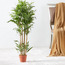 Bamboo Tree - 110 cm-household-gardenandoutdoor-trees-image-1