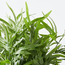 Bamboo Tree - 110 cm-household-gardenandoutdoor-trees-image-2