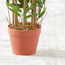 Bamboo Tree - 110 cm-household-gardenandoutdoor-trees-image-3