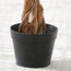 شجرة فيكس - 130 سم-binpromo_KSA_Alrajhi_17062026-image-2
