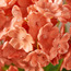 Hydrangea Artificial Flowers Stem - 53 cm-household-gardenandoutdoor-artificialflowersandplants-bundlesandbouquets-image-2