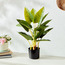 نبتة فيلوديندرون داخل إناء زرع-household-gardenandoutdoor-artificialplants-pottedplants-image-3