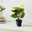 نبتة كولوكاسيا في إناء زرع-household-gardenandoutdoor-artificialplants-pottedplants-image-3