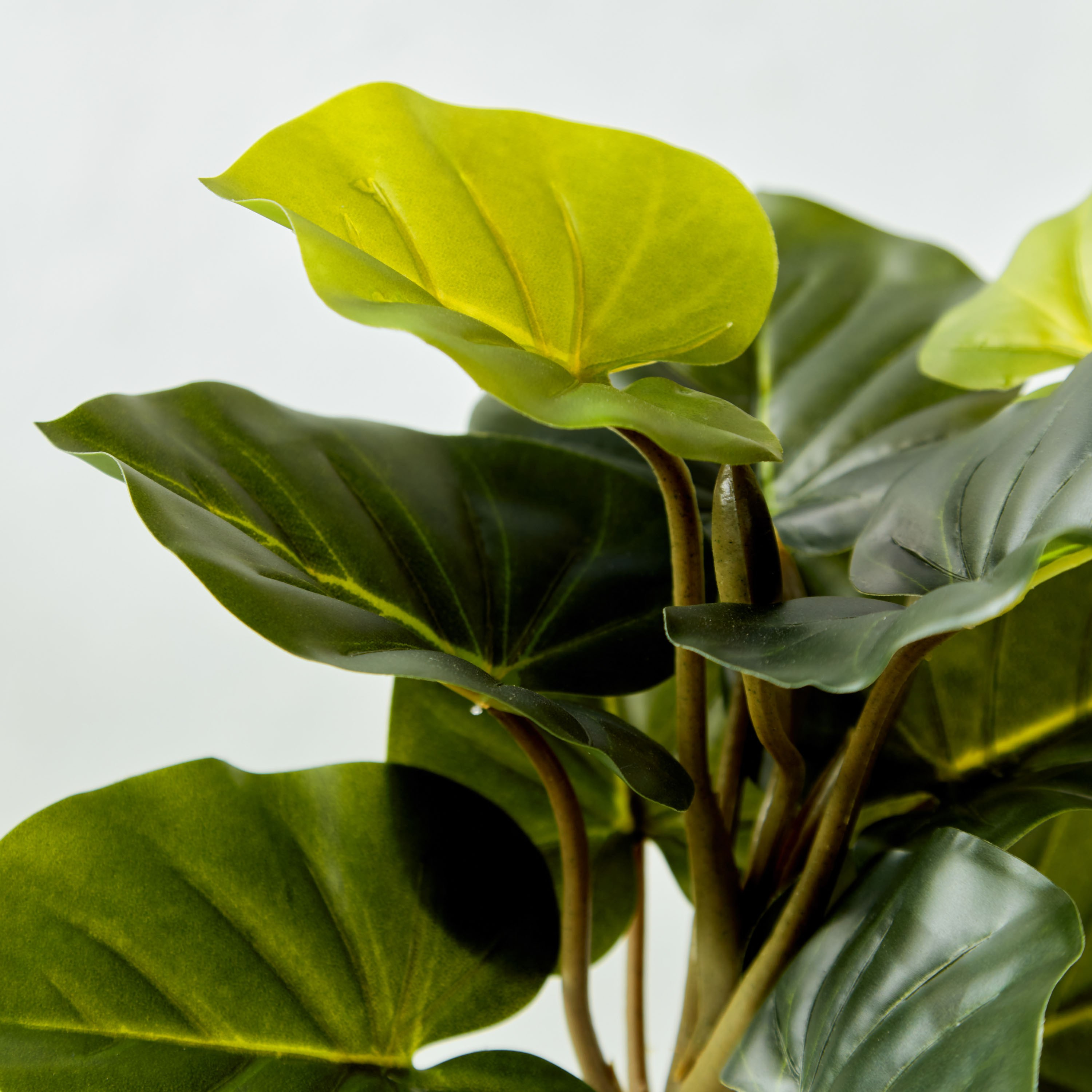 Colocasia in Pot-household-gardenandoutdoor-artificialplants-pottedplants-image-2