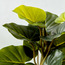 نبتة كولوكاسيا في إناء زرع-household-gardenandoutdoor-artificialplants-pottedplants-image-2