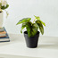 Dieffenbachia in Pot-Voucher_HCOC_ALL_25022025-image-1