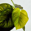 Dieffenbachia in Pot-Voucher_HCOC_ALL_25022025-image-2