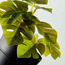 نبتة مونستيرا داخل إناء زرع-InfluencerCodes_Ramadan26_All_20012026-image-2