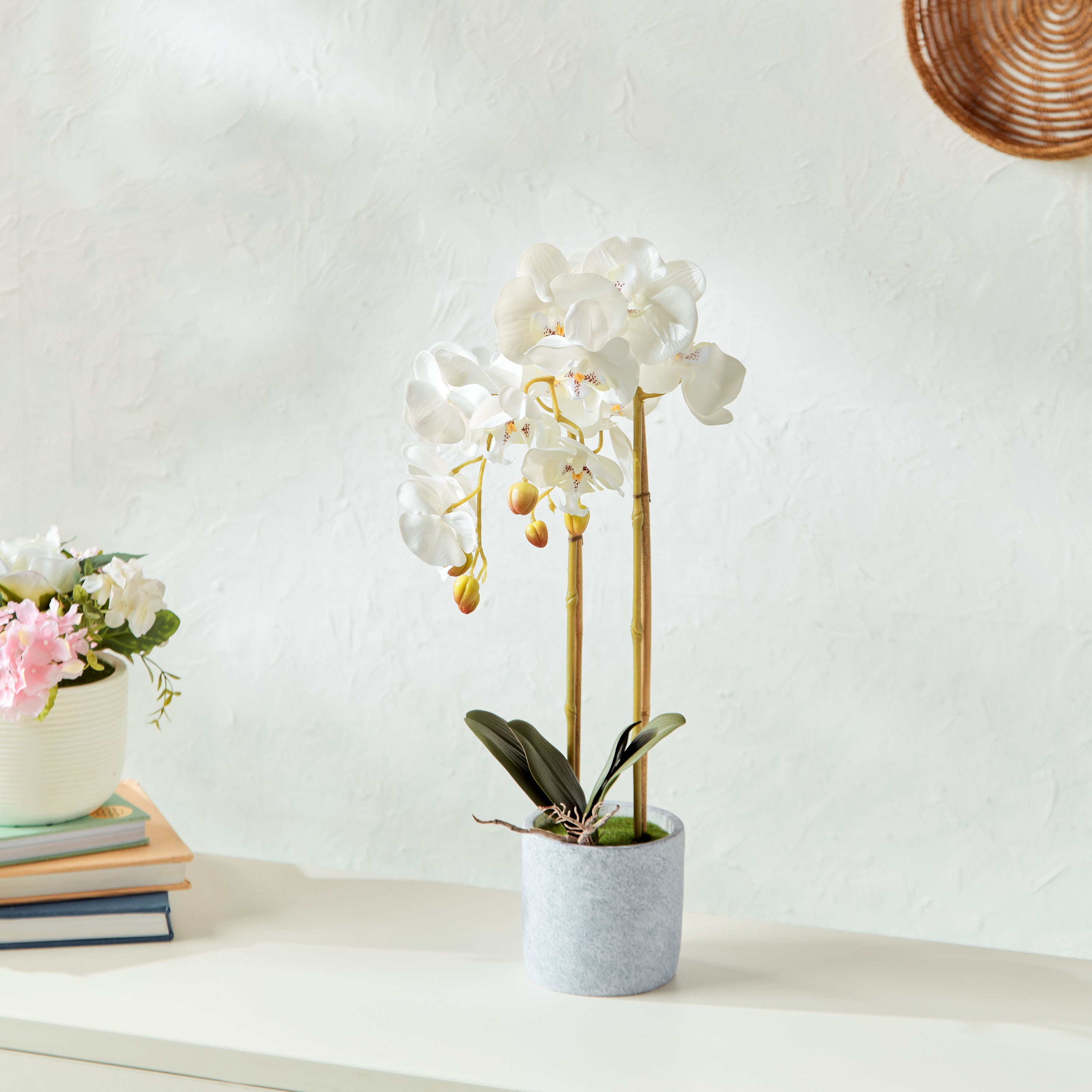 Orchid in Cement Pot-household-gardenandoutdoor-artificialflowersandplants-flowers-image-1
