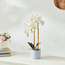 إناء زرع أسمنت بأزهار أوركيد-household-gardenandoutdoor-artificialflowersandplants-flowers-image-3
