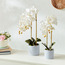إناء زرع أسمنت بأزهار أوركيد-household-gardenandoutdoor-artificialflowersandplants-flowers-image-2