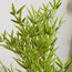 Bamboo Tree - 120 cm-household-gardenandoutdoor-trees-image-3