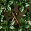 تعريشة قابلة للتوسيع - 100x200 سم-household-gardenandoutdoor-trellisandstands-trellis-image-3