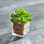 نبات اصطناعي داخل إناء زجاجي - 9 سم-household-gardenandoutdoor-artificialplants-succulents-image-3
