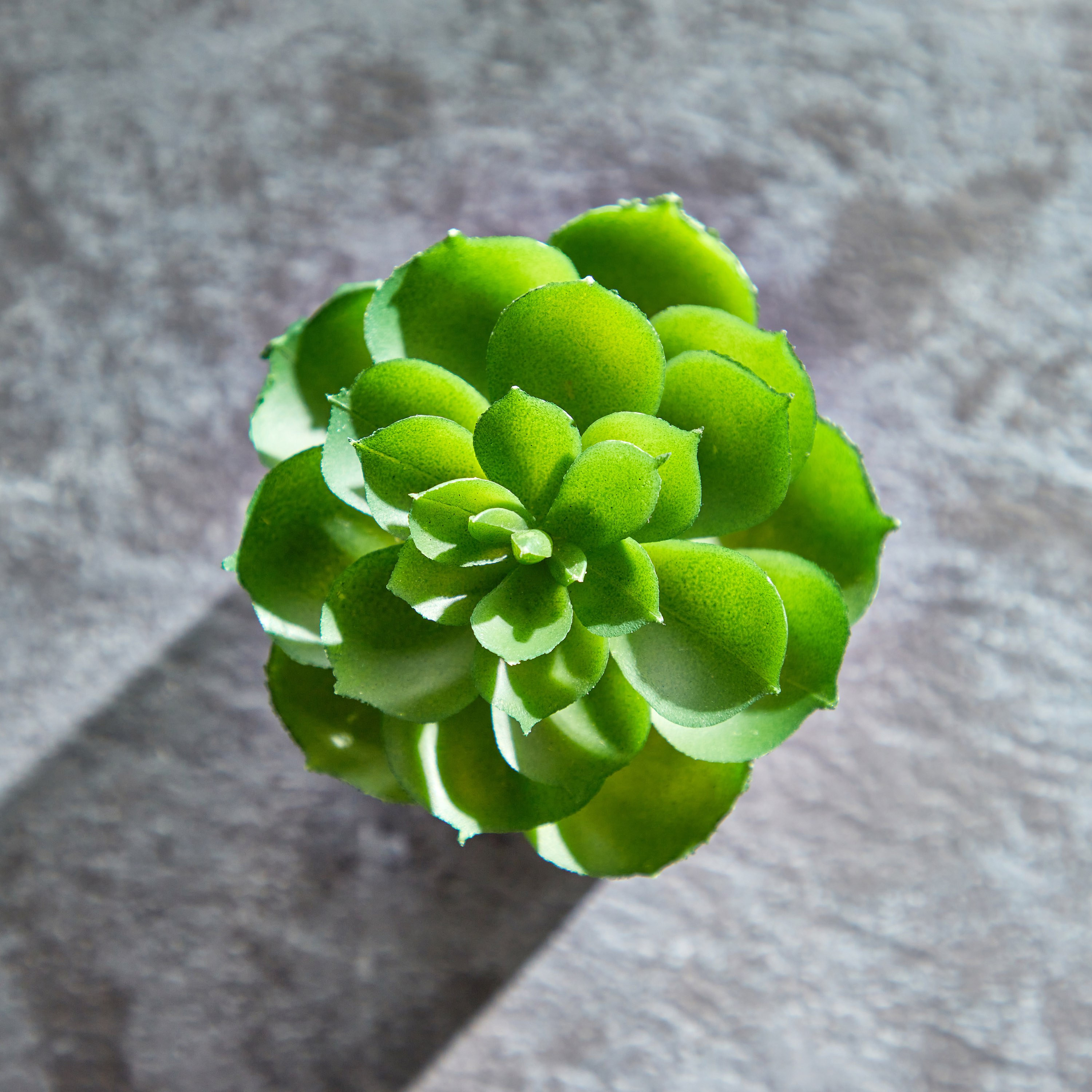 Petaluma Mini Succulent in Glass Pot - 9 cm-household-gardenandoutdoor-artificialplants-succulents-image-2