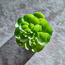 نبات اصطناعي داخل إناء زجاجي - 9 سم-household-gardenandoutdoor-artificialplants-succulents-image-2