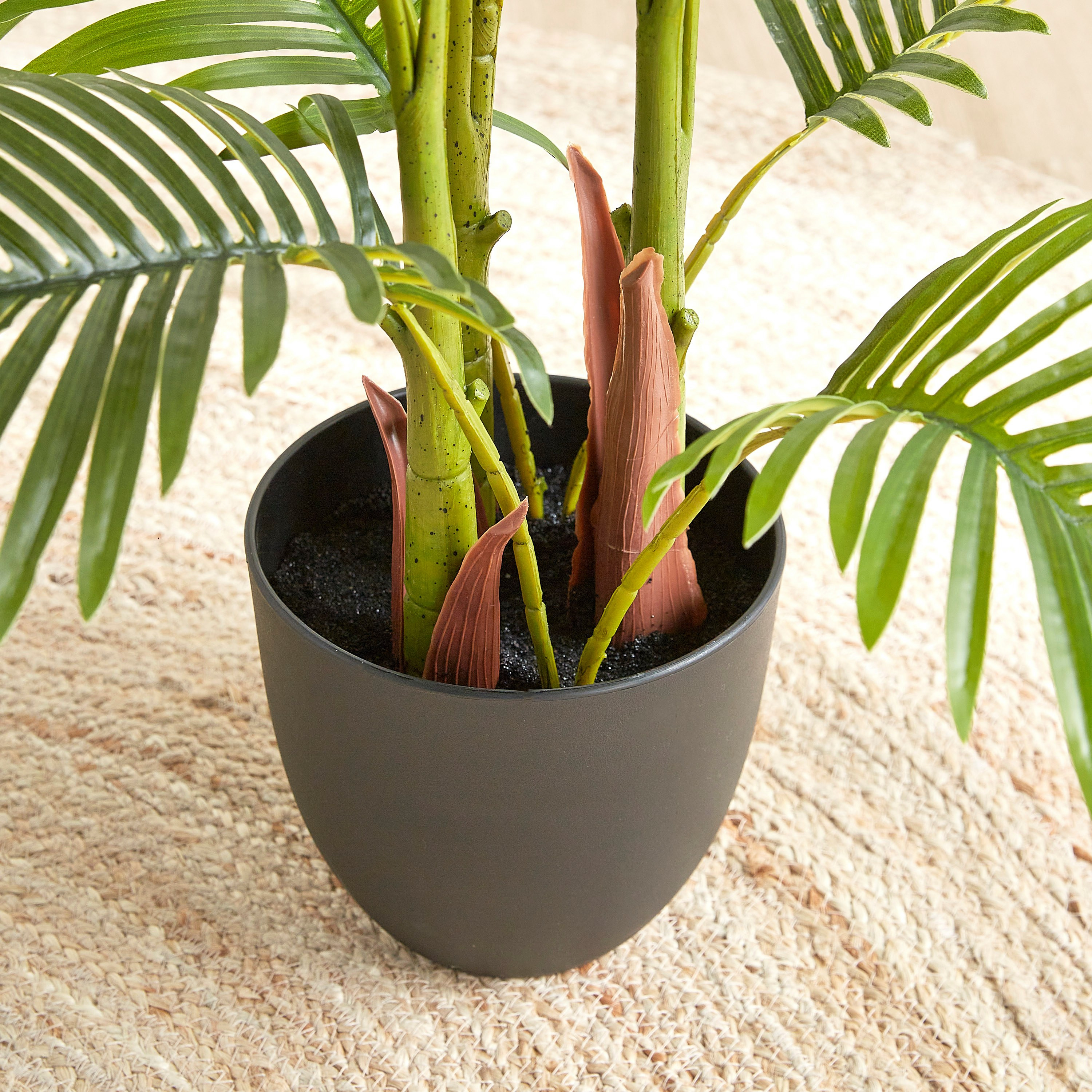 Areca Palm Plant in Pot - 120 cm-household-gardenandoutdoor-trees-image-3