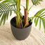 Areca Palm Plant in Pot - 120 cm-household-gardenandoutdoor-trees-image-3