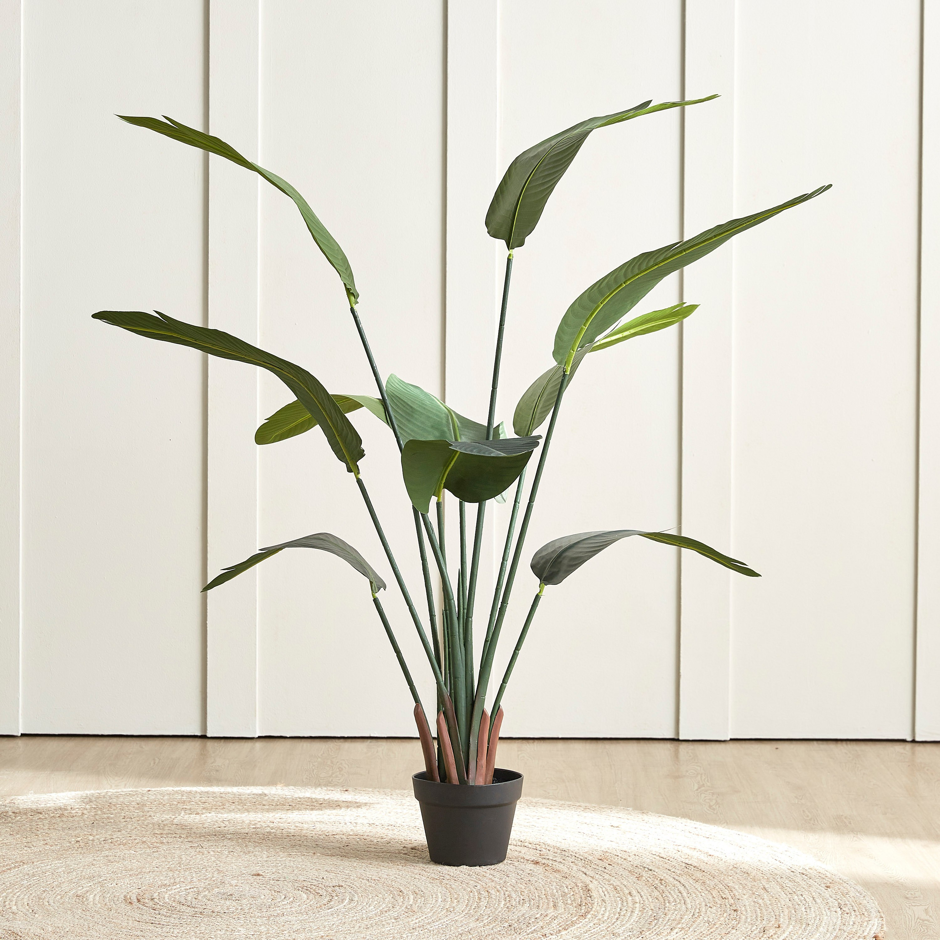 Strelitzia Tree in Pot - 155 cm-household-gardenandoutdoor-trees-image-1