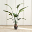 شجرة ستريليتزيا في أصيص - 155 سم-household-gardenandoutdoor-trees-image-4