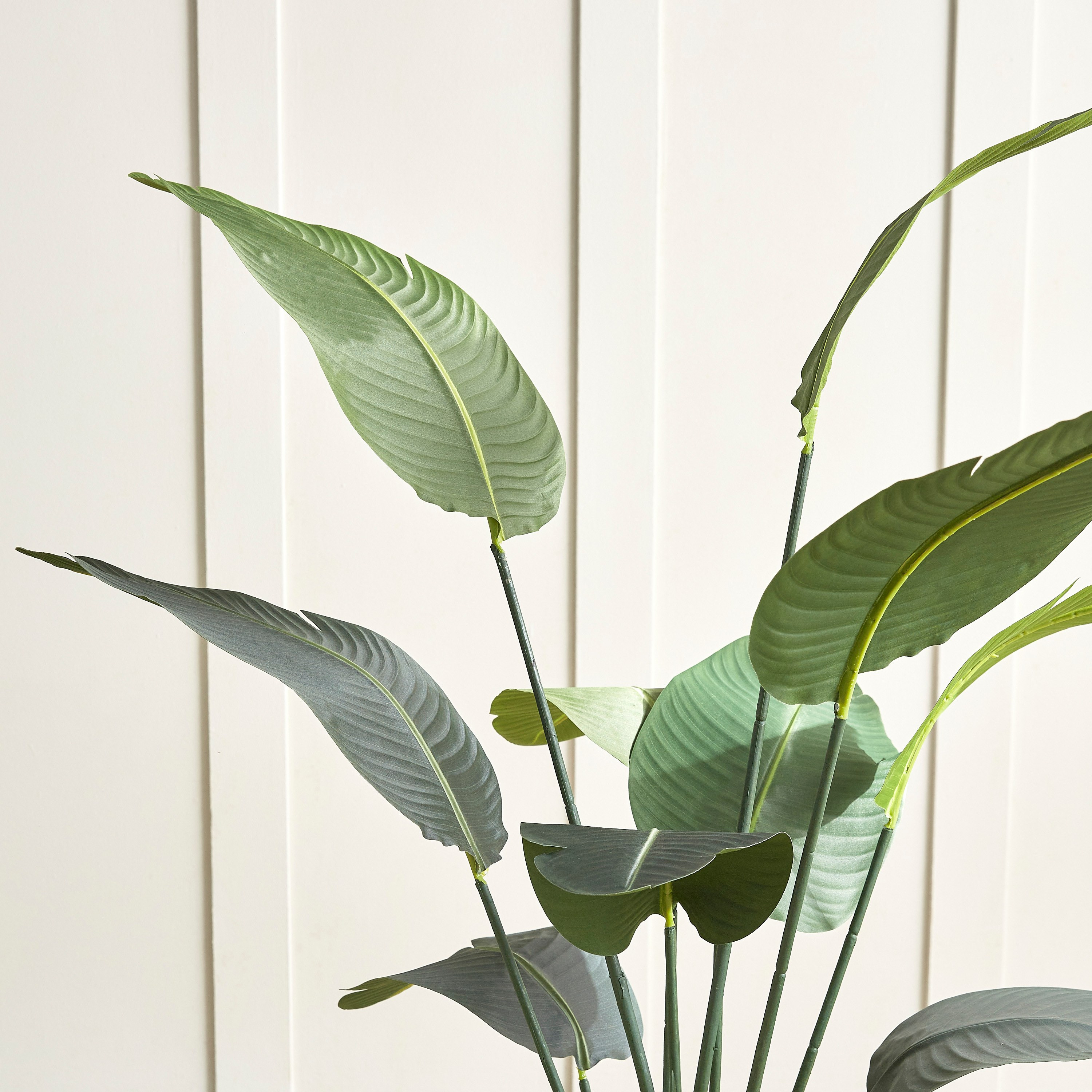 Strelitzia Tree in Pot - 155 cm-household-gardenandoutdoor-trees-image-2