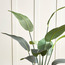 شجرة ستريليتزيا في أصيص - 155 سم-household-gardenandoutdoor-trees-image-3