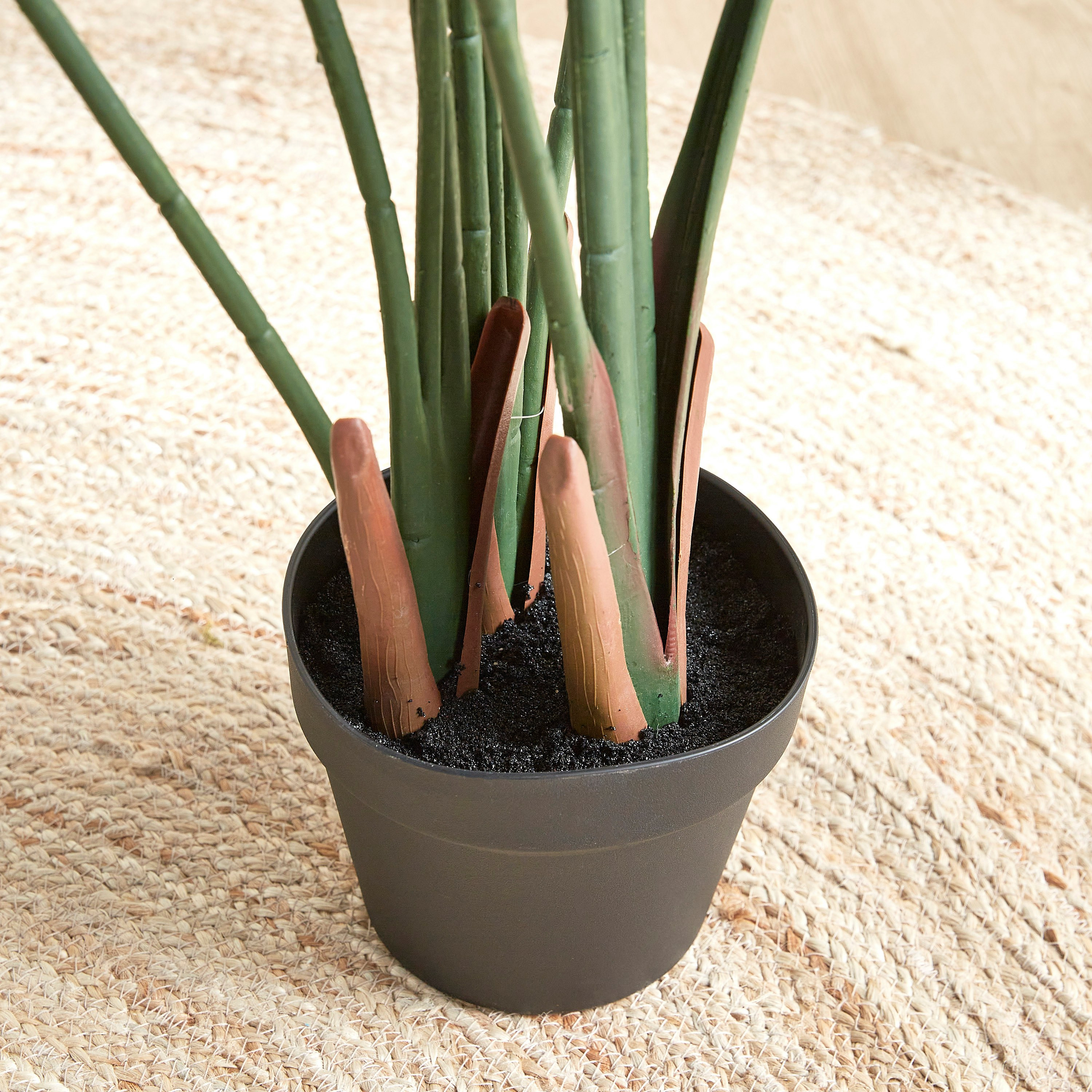 Strelitzia Tree in Pot - 155 cm-household-gardenandoutdoor-trees-image-3