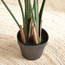 شجرة ستريليتزيا في أصيص - 155 سم-household-gardenandoutdoor-trees-image-2