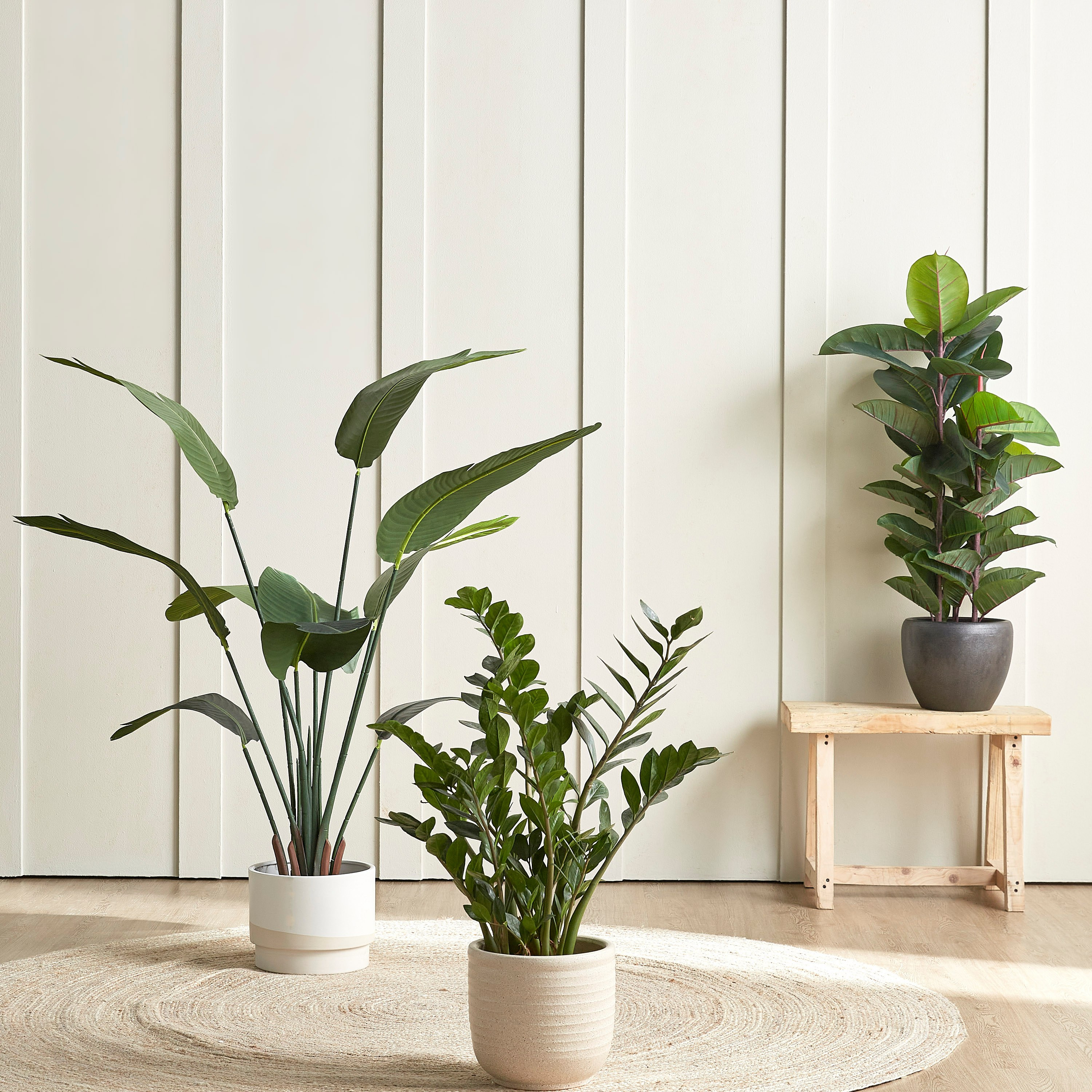 Strelitzia Tree in Pot - 155 cm-household-gardenandoutdoor-trees-image-4