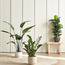 شجرة ستريليتزيا في أصيص - 155 سم-household-gardenandoutdoor-trees-image-1