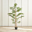 Bamboo Tree in Pot - 155 cm-household-gardenandoutdoor-trees-image-1