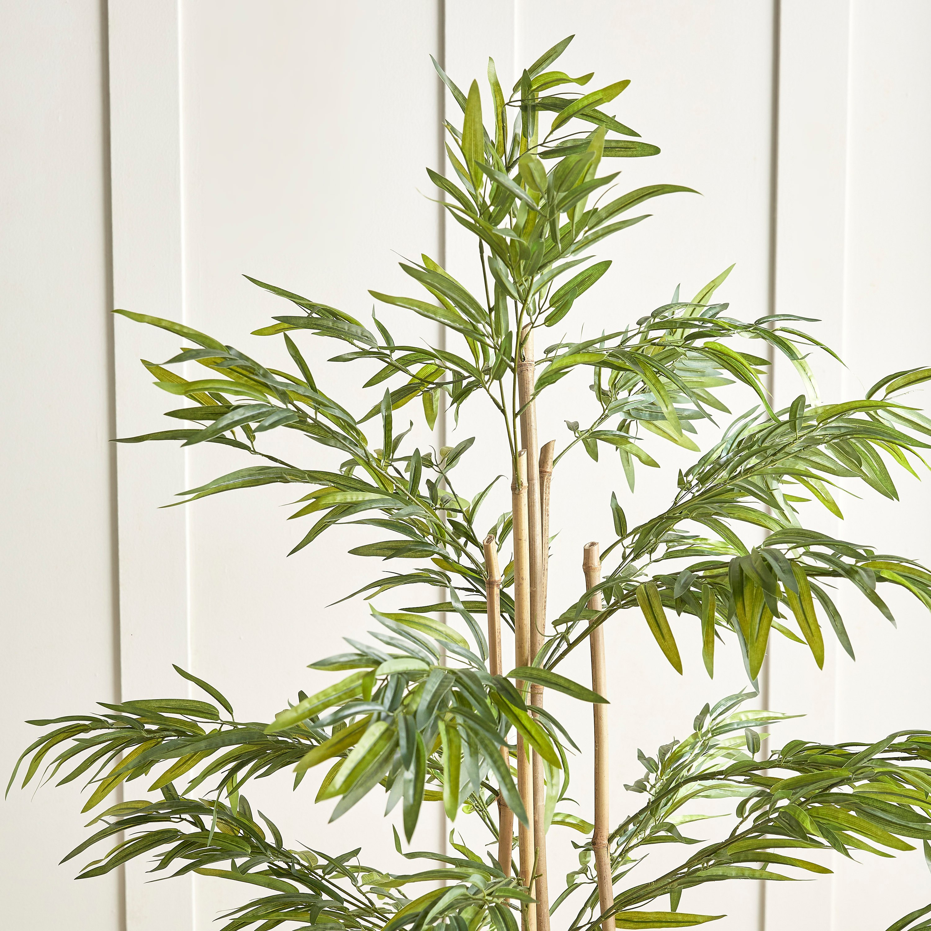 Bamboo Tree in Pot - 155 cm-household-gardenandoutdoor-trees-image-2