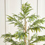 Bamboo Tree in Pot - 155 cm-household-gardenandoutdoor-trees-image-2