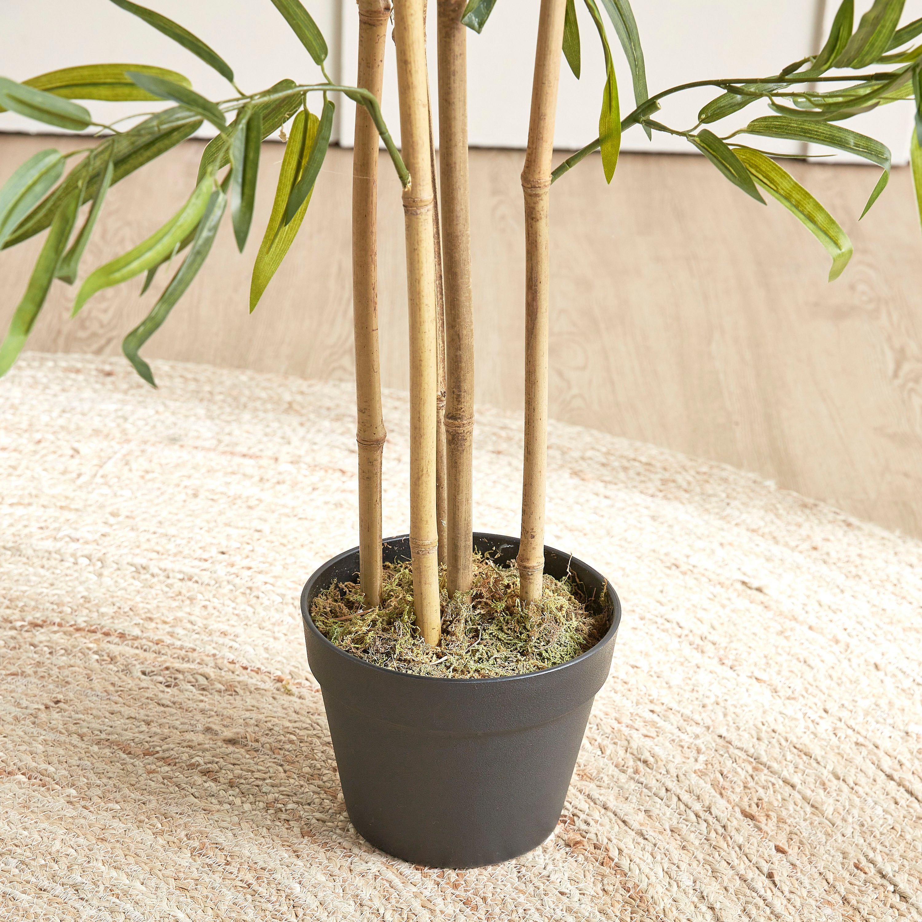 Bamboo Tree in Pot - 155 cm-household-gardenandoutdoor-trees-image-3