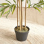 Bamboo Tree in Pot - 155 cm-household-gardenandoutdoor-trees-image-3