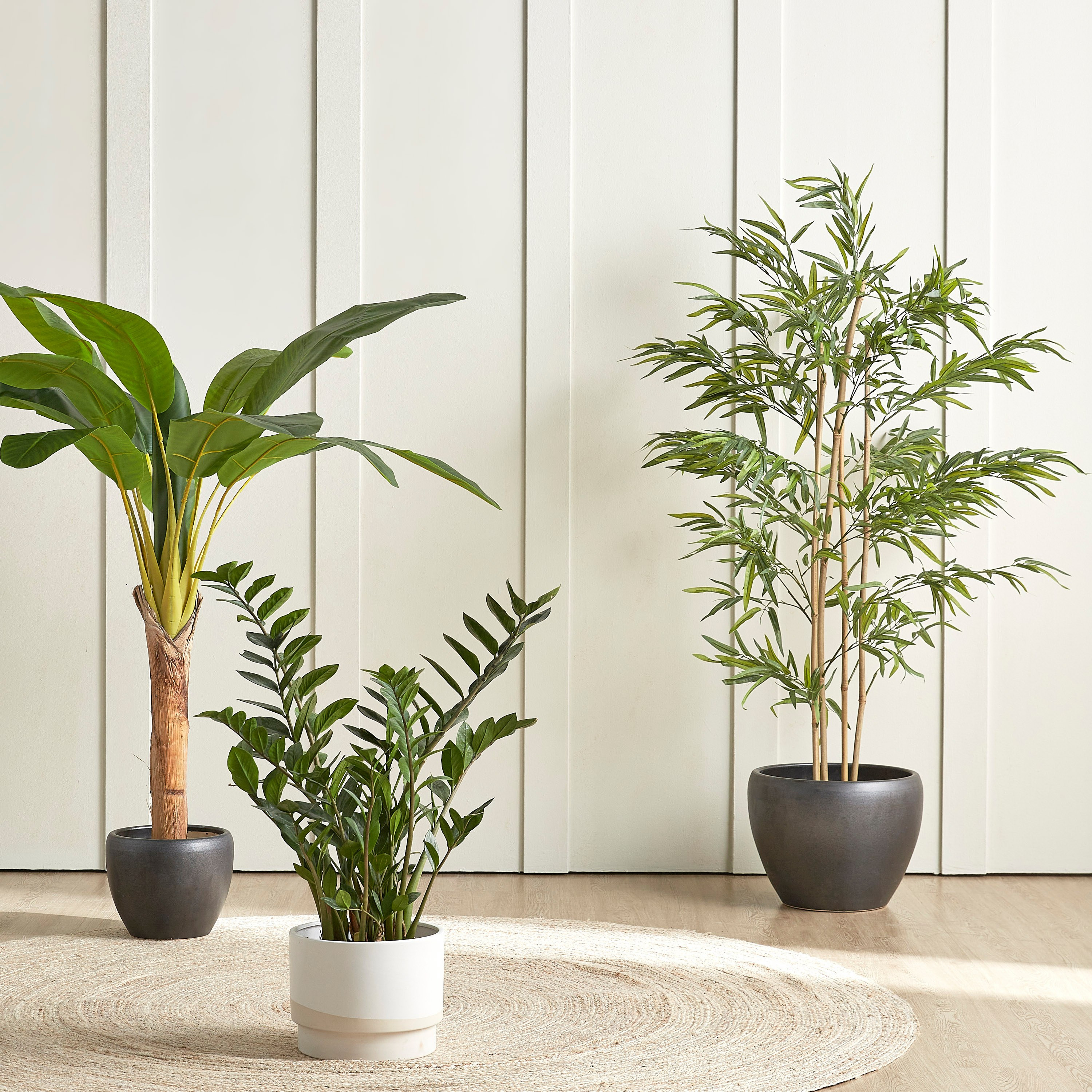 Bamboo Tree in Pot - 155 cm-household-gardenandoutdoor-trees-image-4
