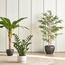 Bamboo Tree in Pot - 155 cm-household-gardenandoutdoor-trees-image-4