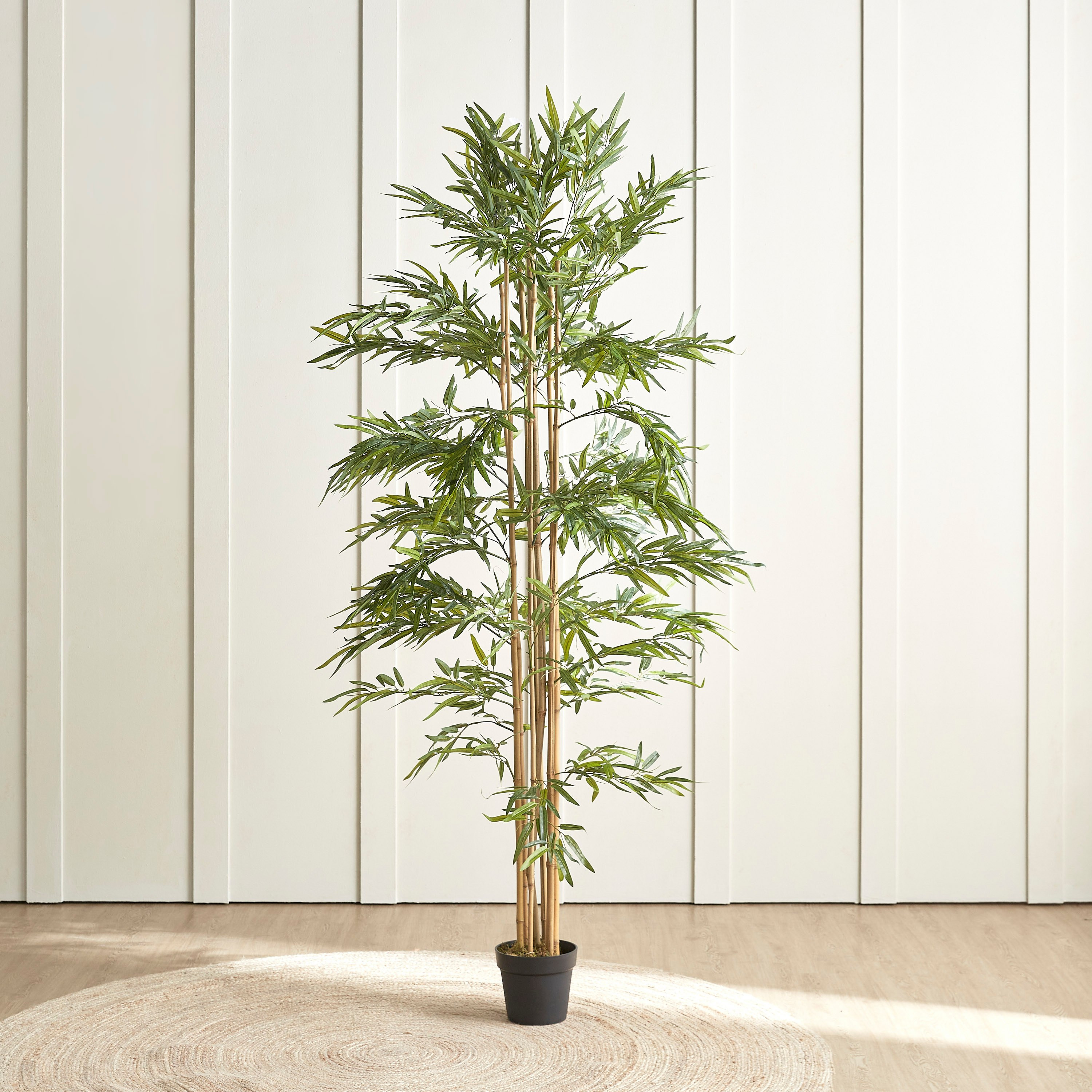 Bamboo Plant in Pot - 220 cm-household-gardenandoutdoor-trees-image-1