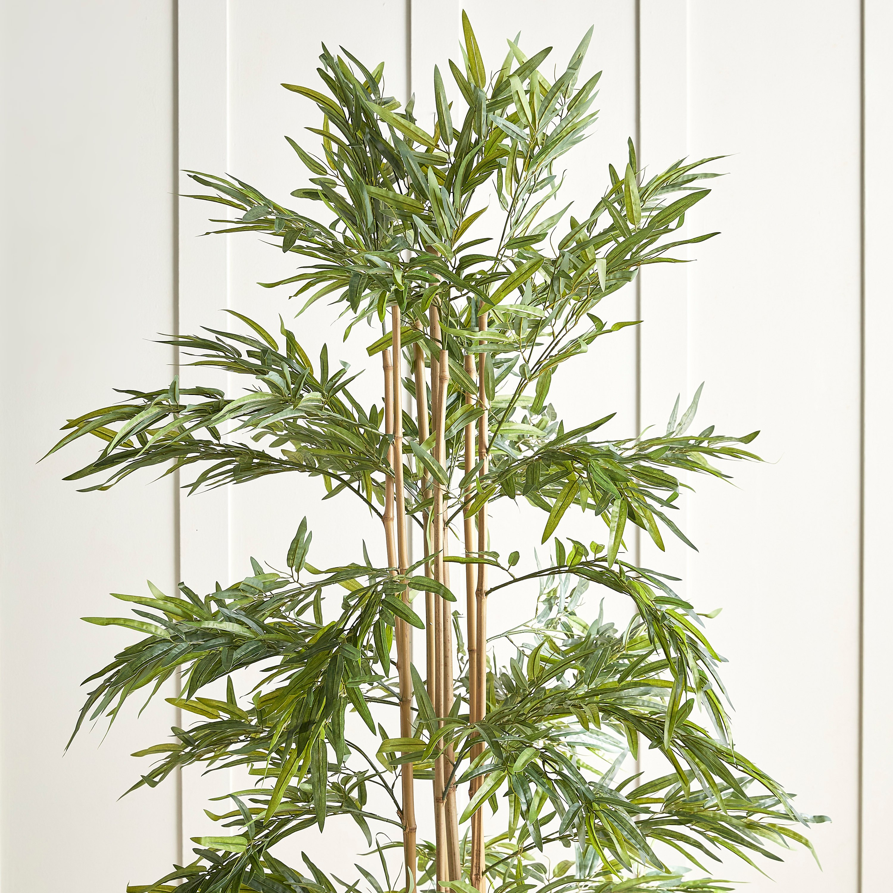 Bamboo Plant in Pot - 220 cm-household-gardenandoutdoor-trees-image-2