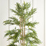 Bamboo Plant in Pot - 220 cm-household-gardenandoutdoor-trees-image-2