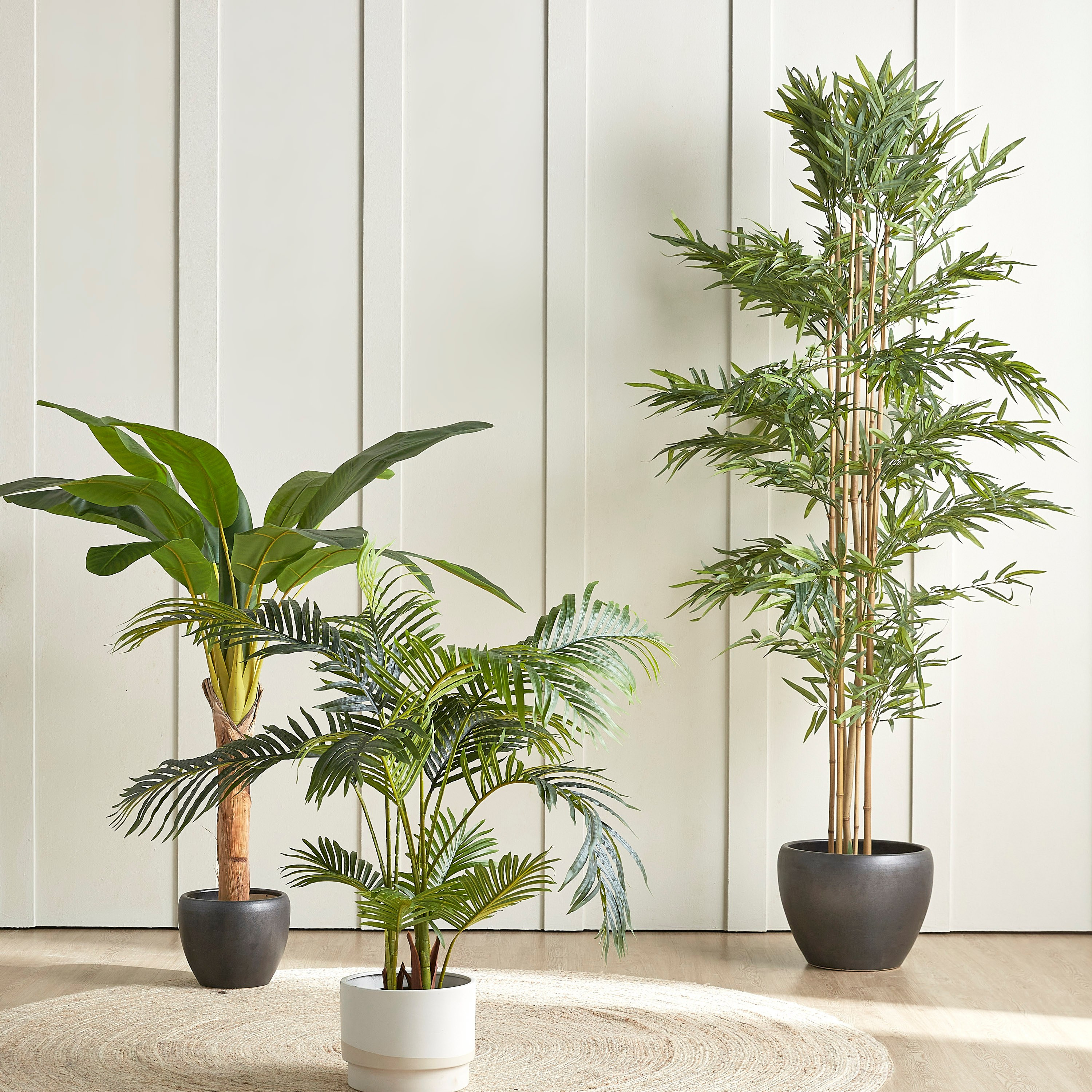 Bamboo Plant in Pot - 220 cm-household-gardenandoutdoor-trees-image-4