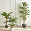 Bamboo Plant in Pot - 220 cm-household-gardenandoutdoor-trees-image-4
