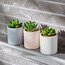 Succulent 3-Piece Plant in Pot-household-gardenandoutdoor-artificialplants-succulents-image-1