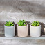 Succulent 3-Piece Plant in Pot-household-gardenandoutdoor-artificialplants-succulents-image-2