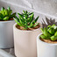 Succulent 3-Piece Plant in Pot-household-gardenandoutdoor-artificialplants-succulents-image-3