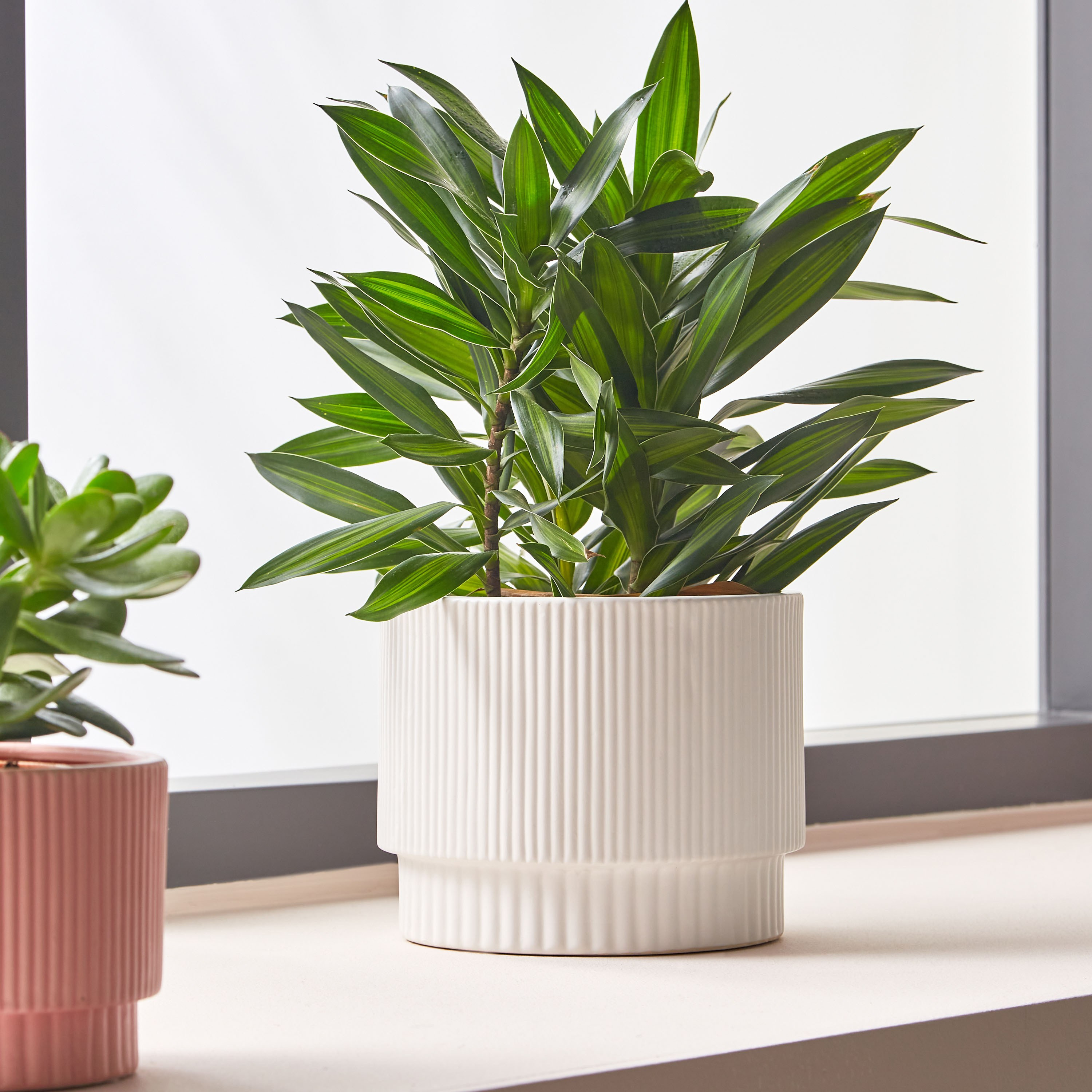Shop Elle Ceramic Planter - 17 cm | Homecentre UAE