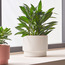 إناء زرع سيراميك - إيل - 17 سم-household-gardenandoutdoor-potsandplanters-planters-image-4